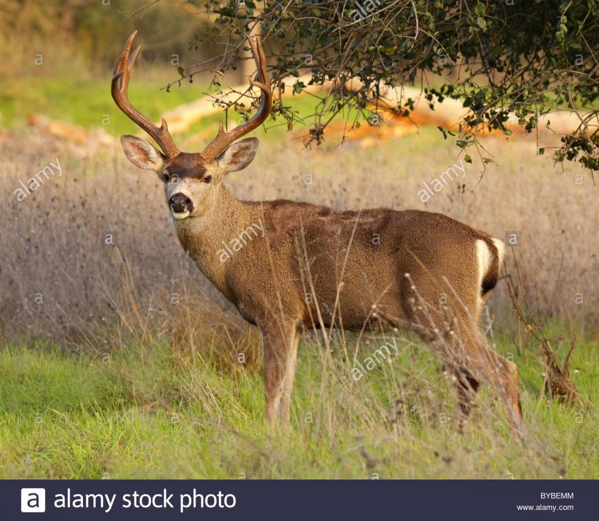 Хвост лани оленя