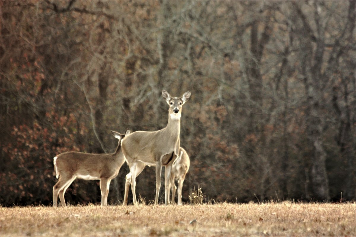 Хвостик оленя