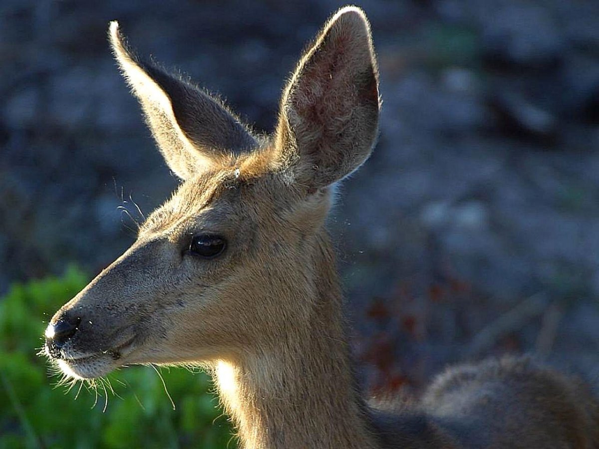 Хвост у оленухи