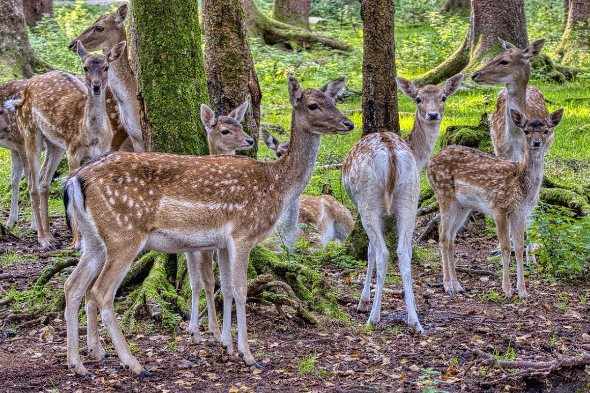 Парнокопытные эвенки