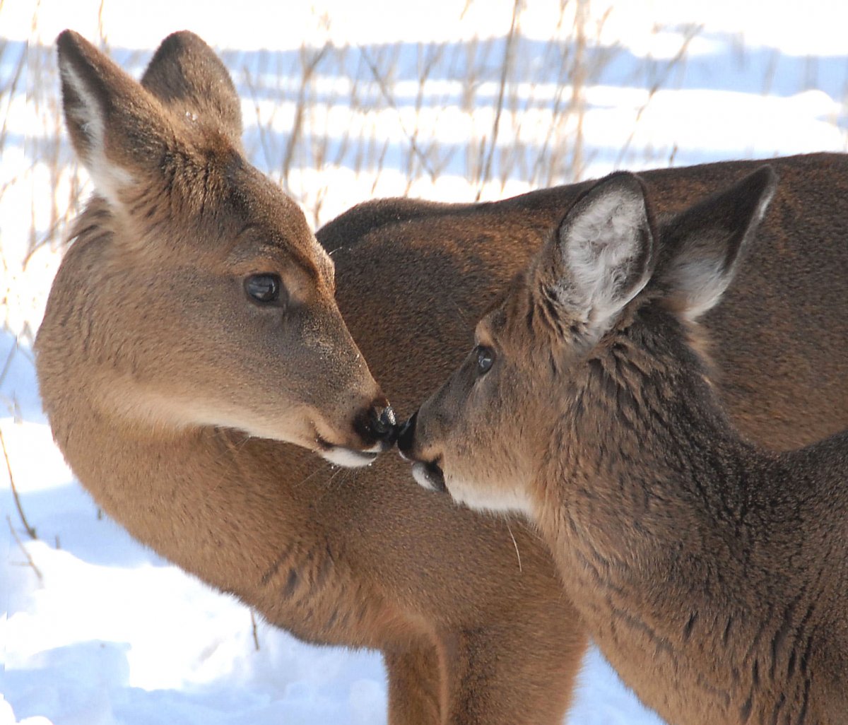 Оленуха зимой