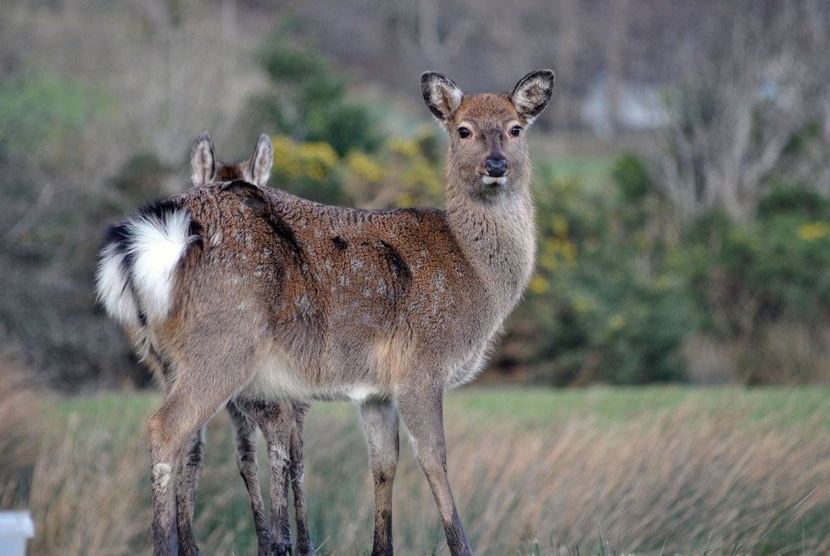 Белохвостый олень Мексика