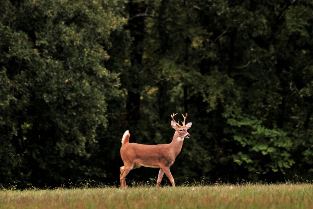Хвостик олененка