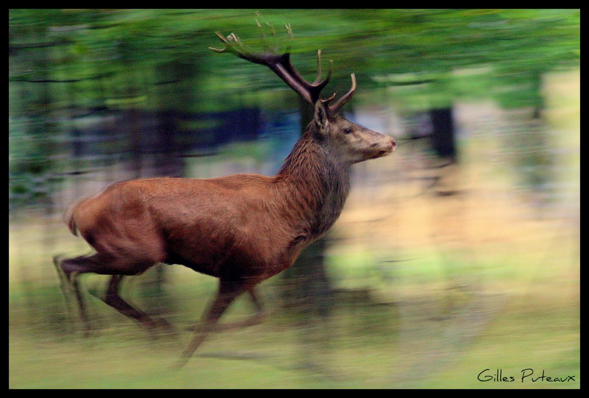 Хвост у оленухи