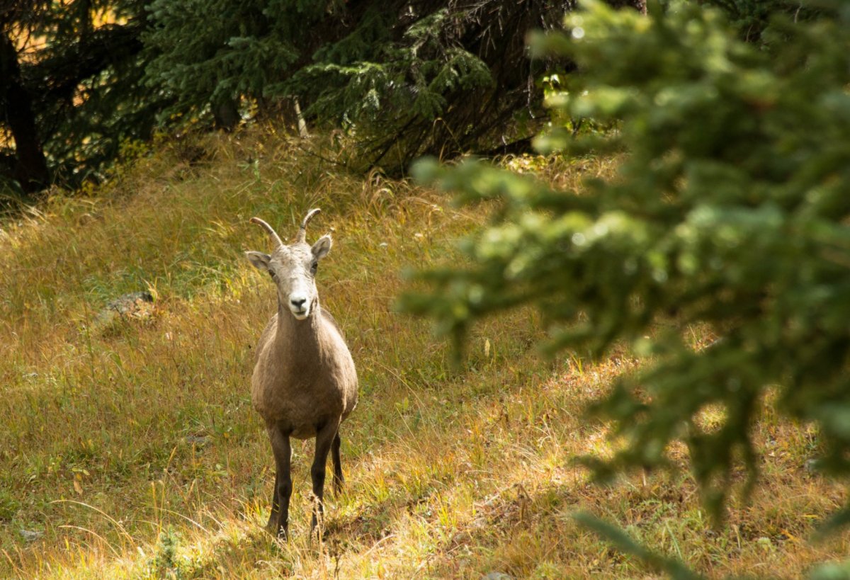 Благородный олень (Cervus elaphus)