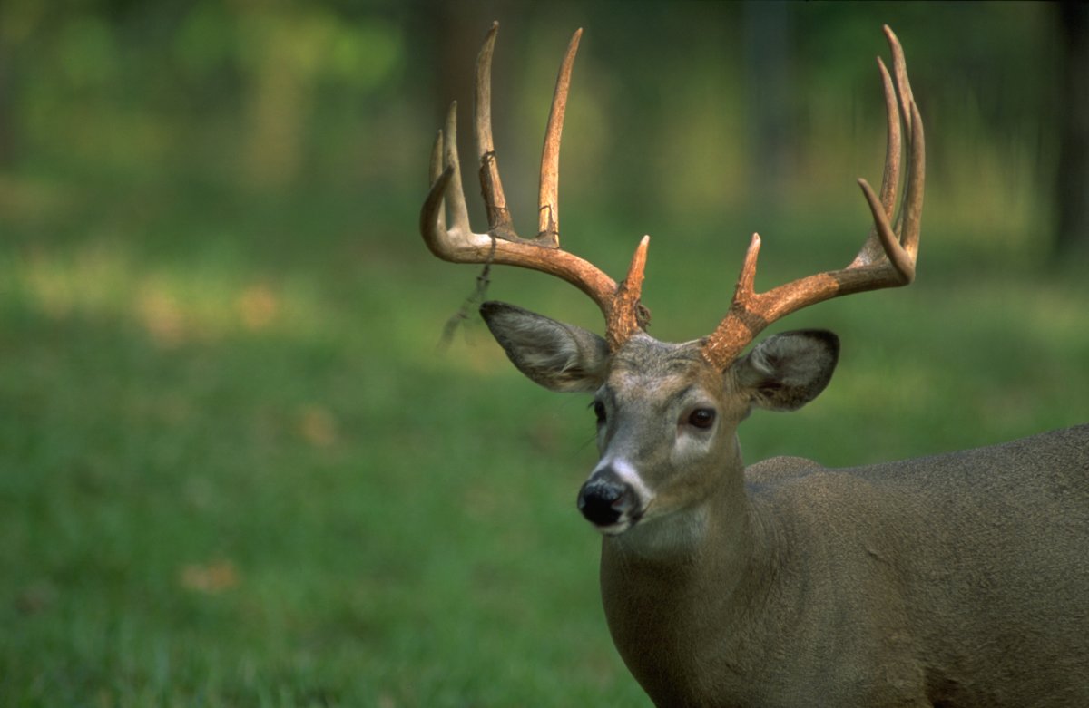 Олень оборачивается