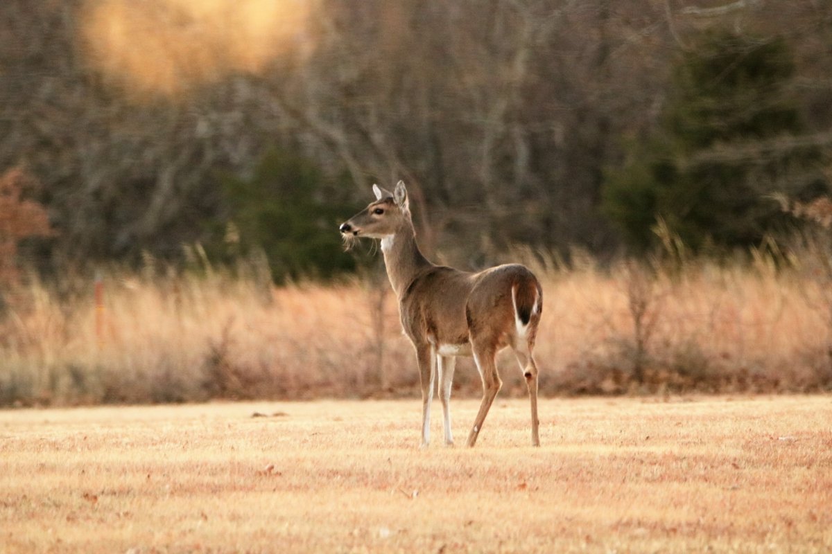 Buck животное