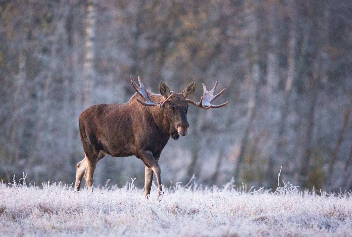 Восточная Сибирь Лось