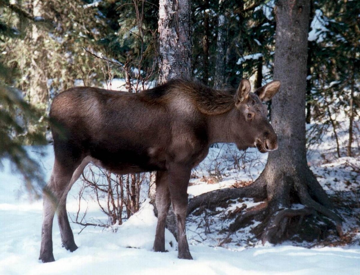 Природа Тайга Лось