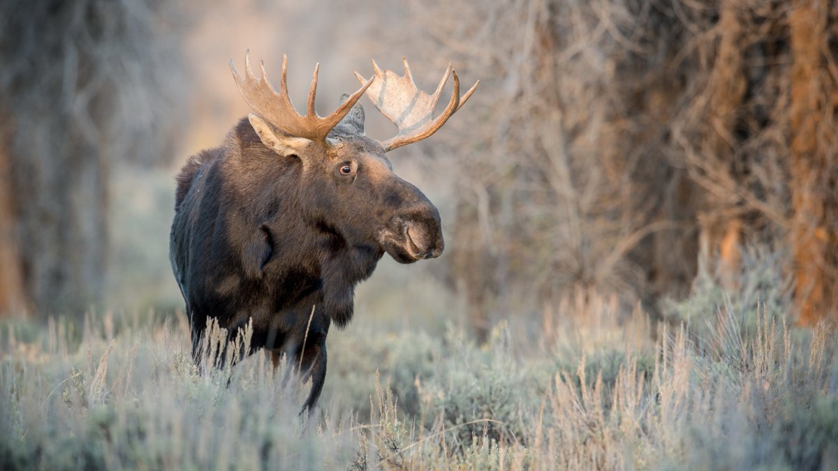 Лось в лесотундре