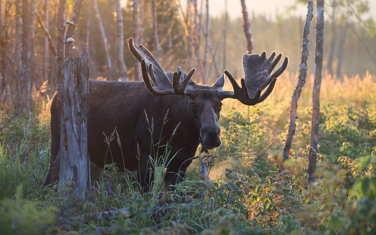 Лось с огромными рогами