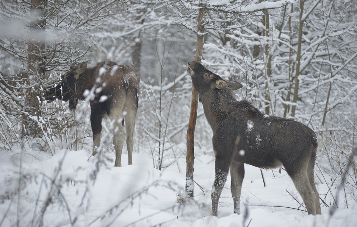 Лось в зимнем лесу