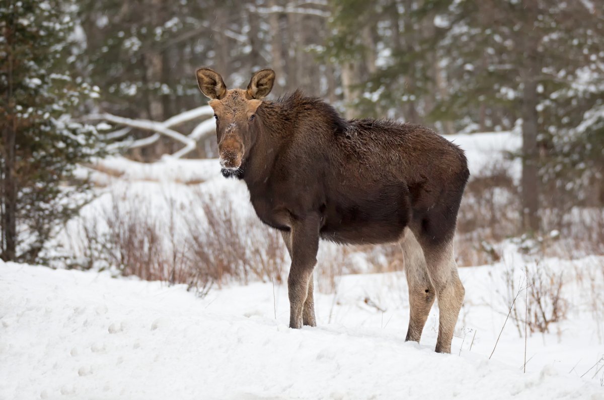 Лосиха Гайнский район