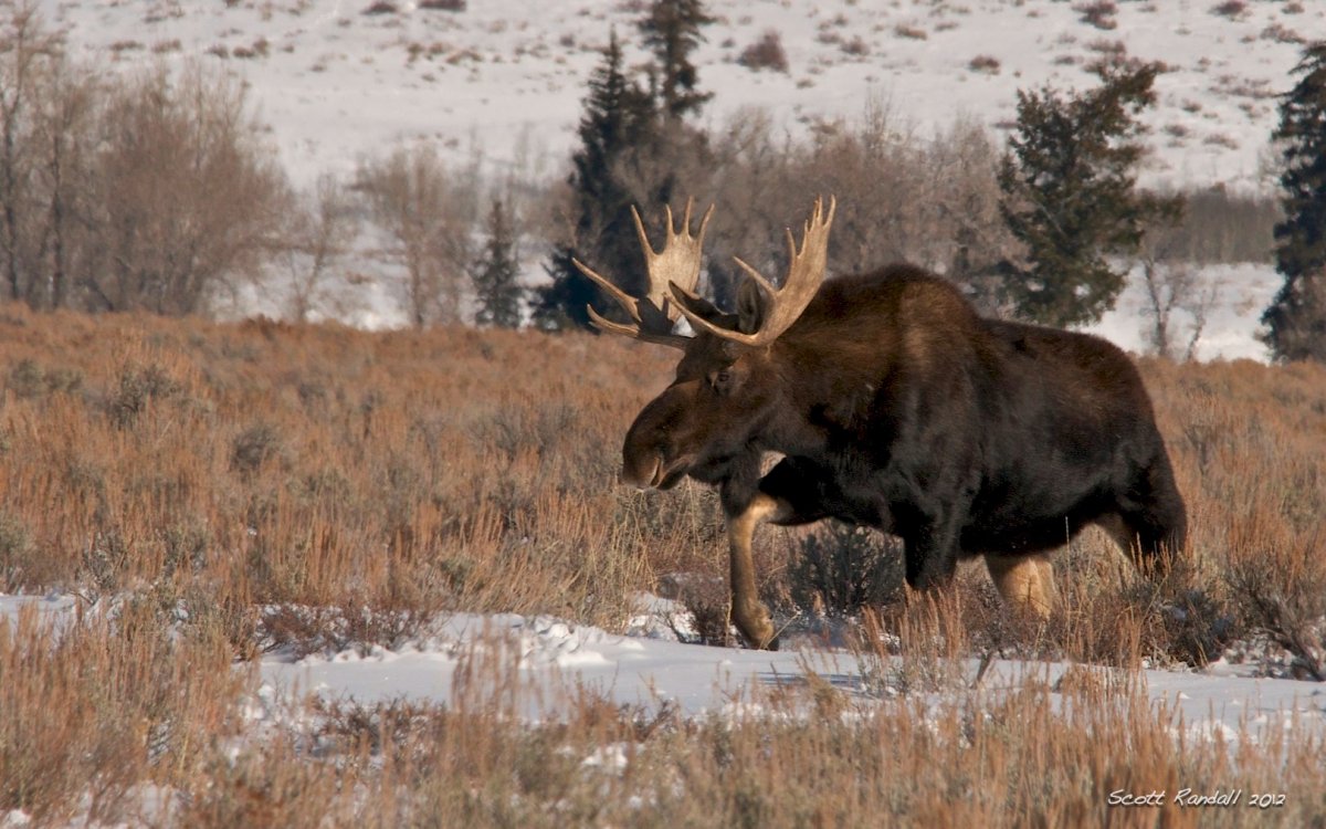 Лось Восточно Сибирский Сохатый