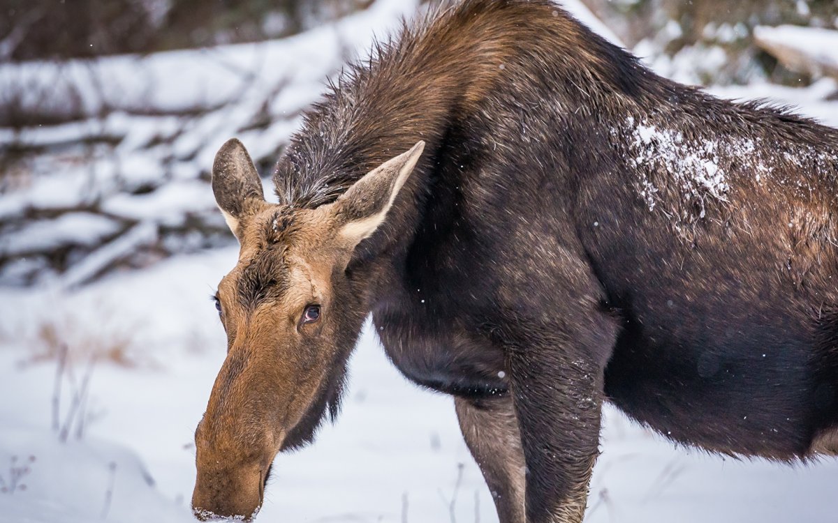 Лось лосиха лосенок