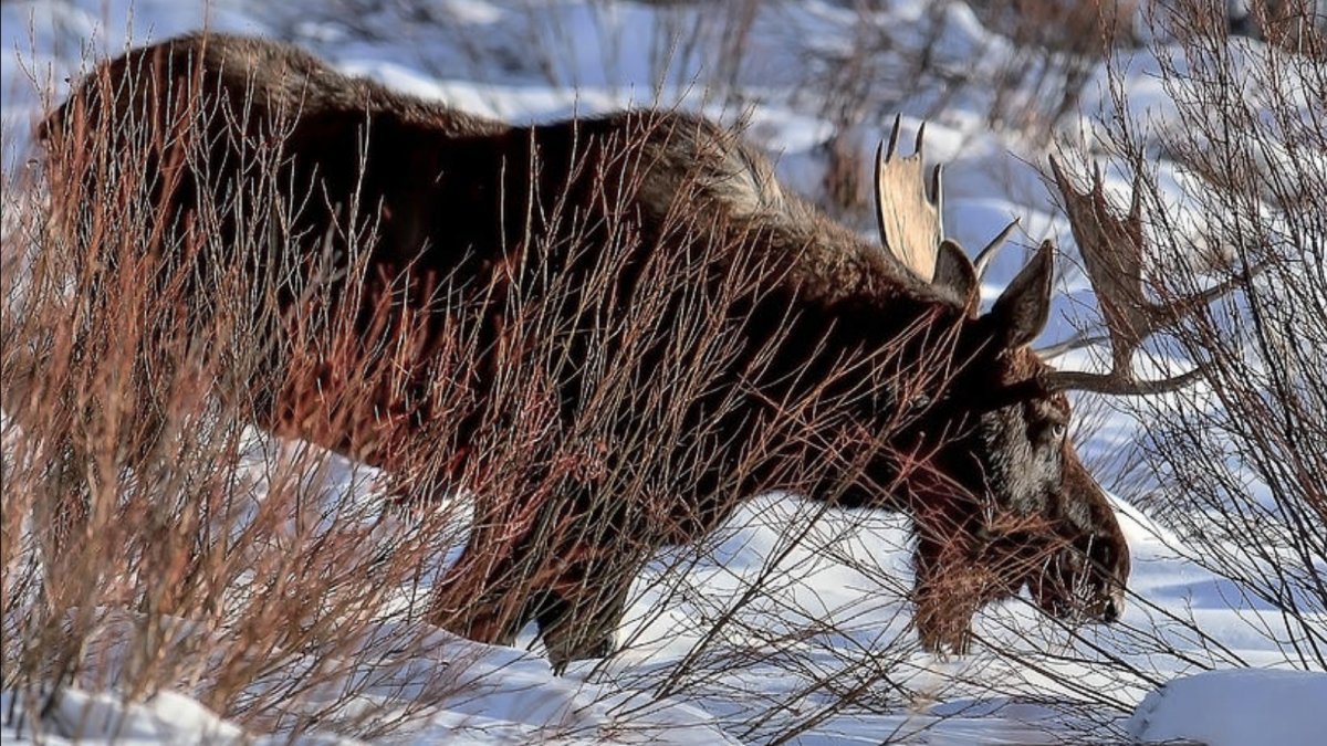 Лось зимой