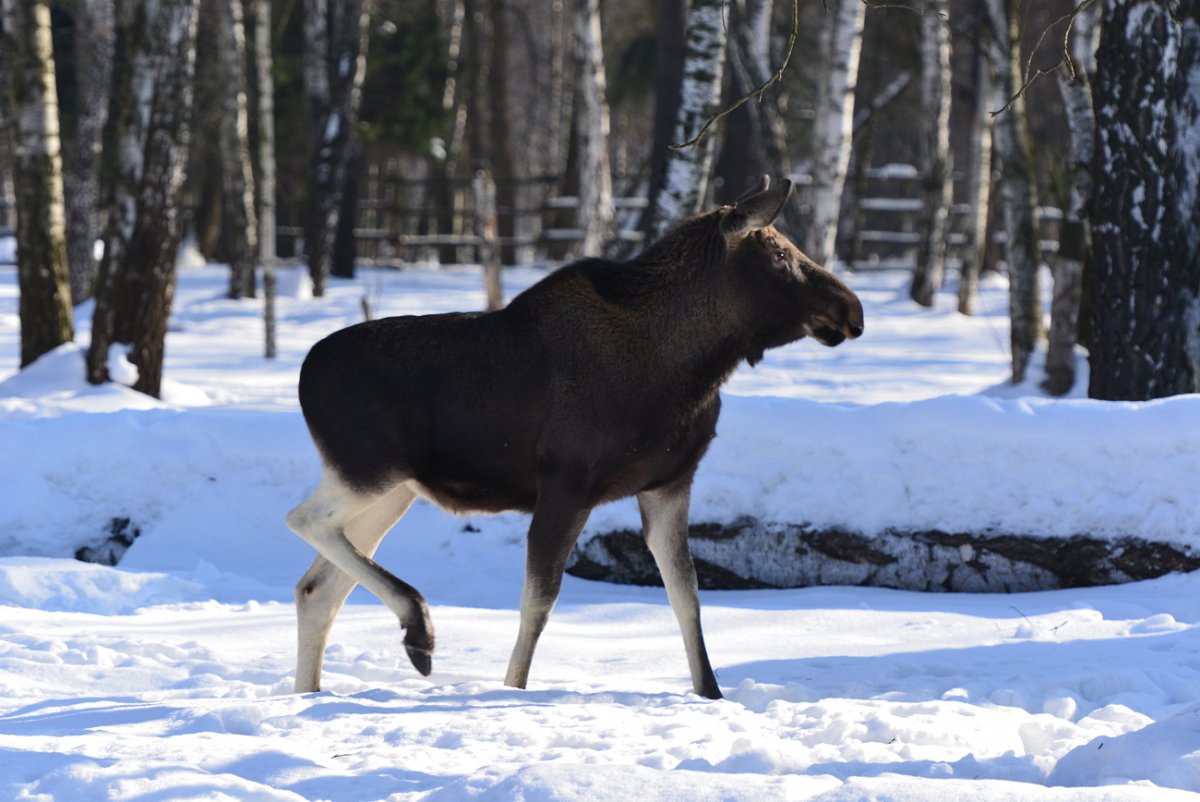 Лосиная ферма Лосиный остров