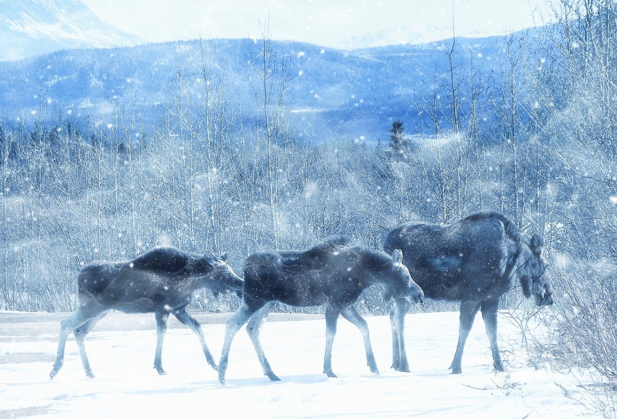Стадо лосей зимой