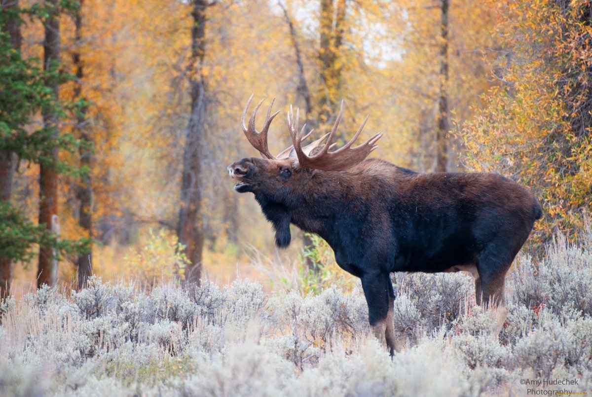 Аляскинский Лось