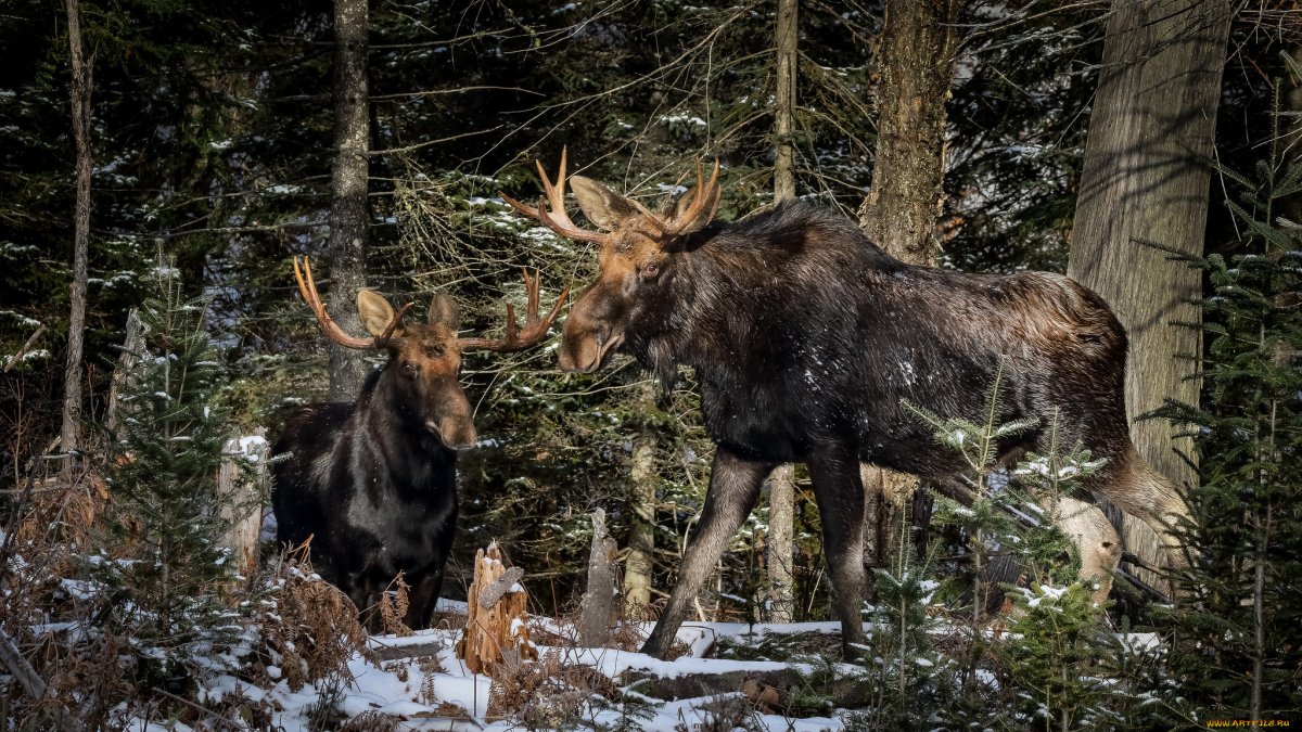 Лось Уральский
