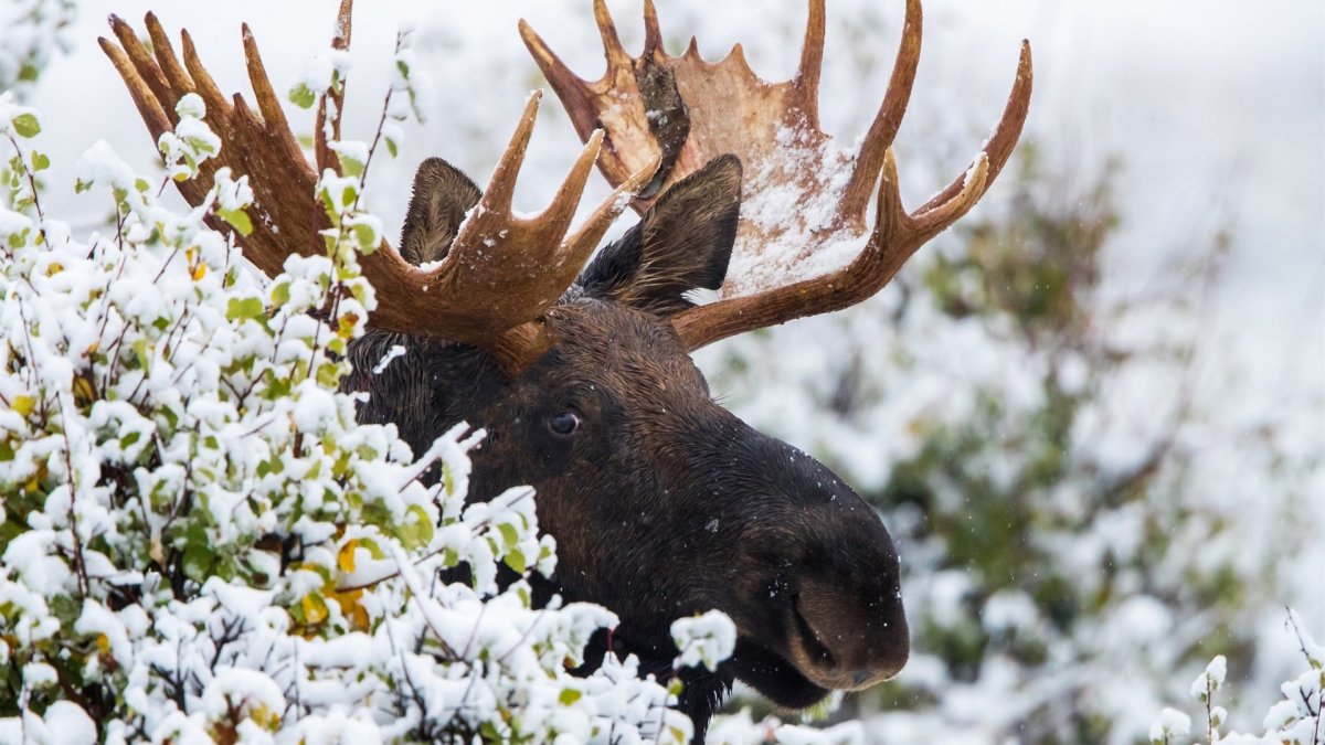 Аляскинский Лось