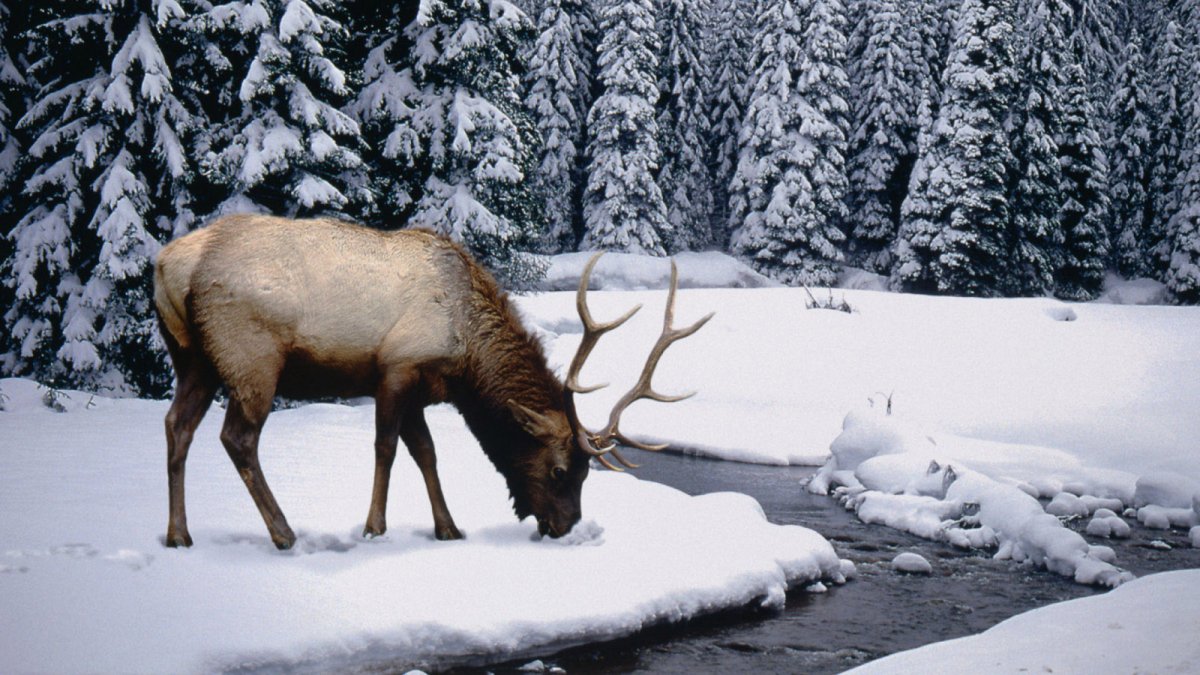 Дикие животные Прибайкалья зимой