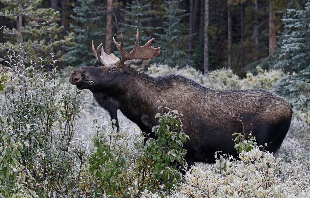 Восточносибирский Лось