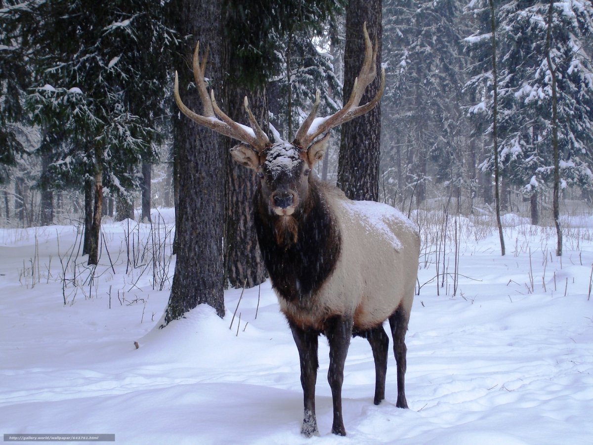 Зимний олень