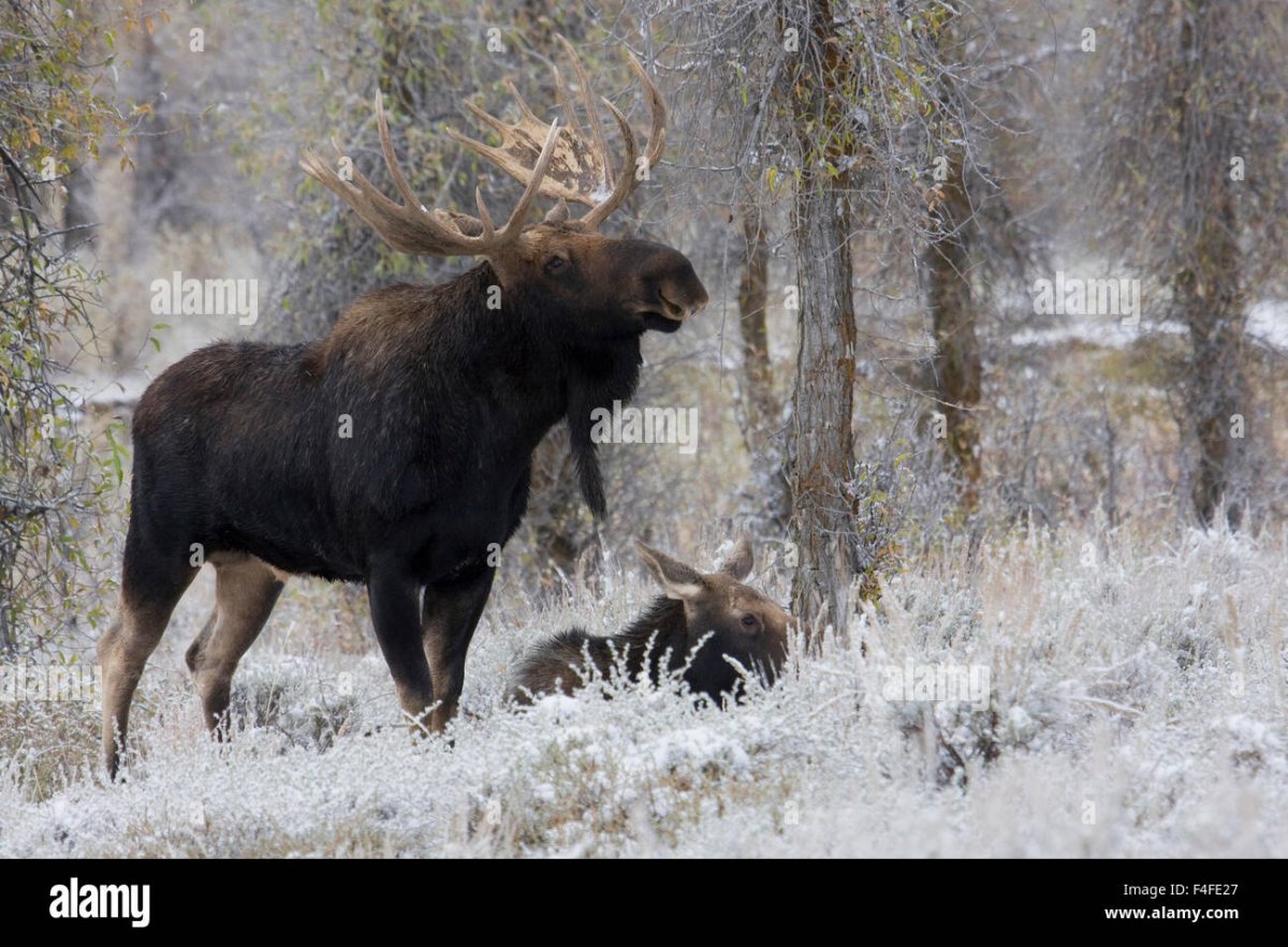 Лось в зимнем лесу