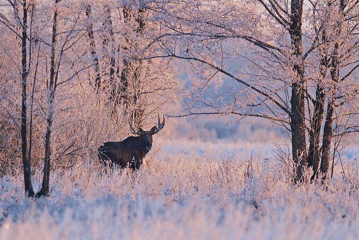 Охота зимой