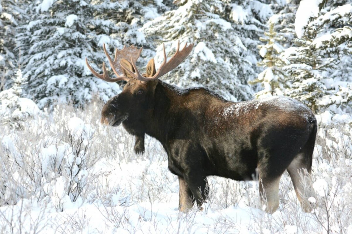 Лось в зимнем лесу
