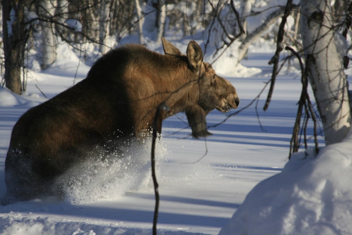 Лось в снегу