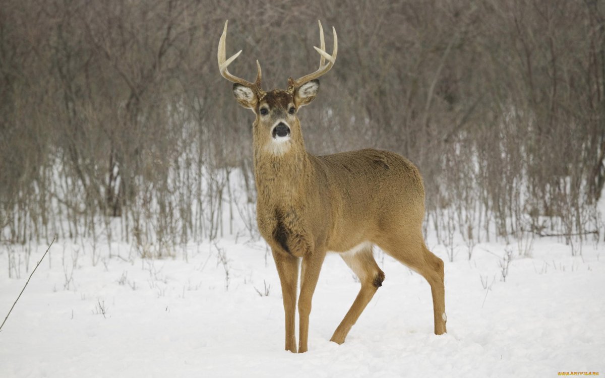 Северный олень