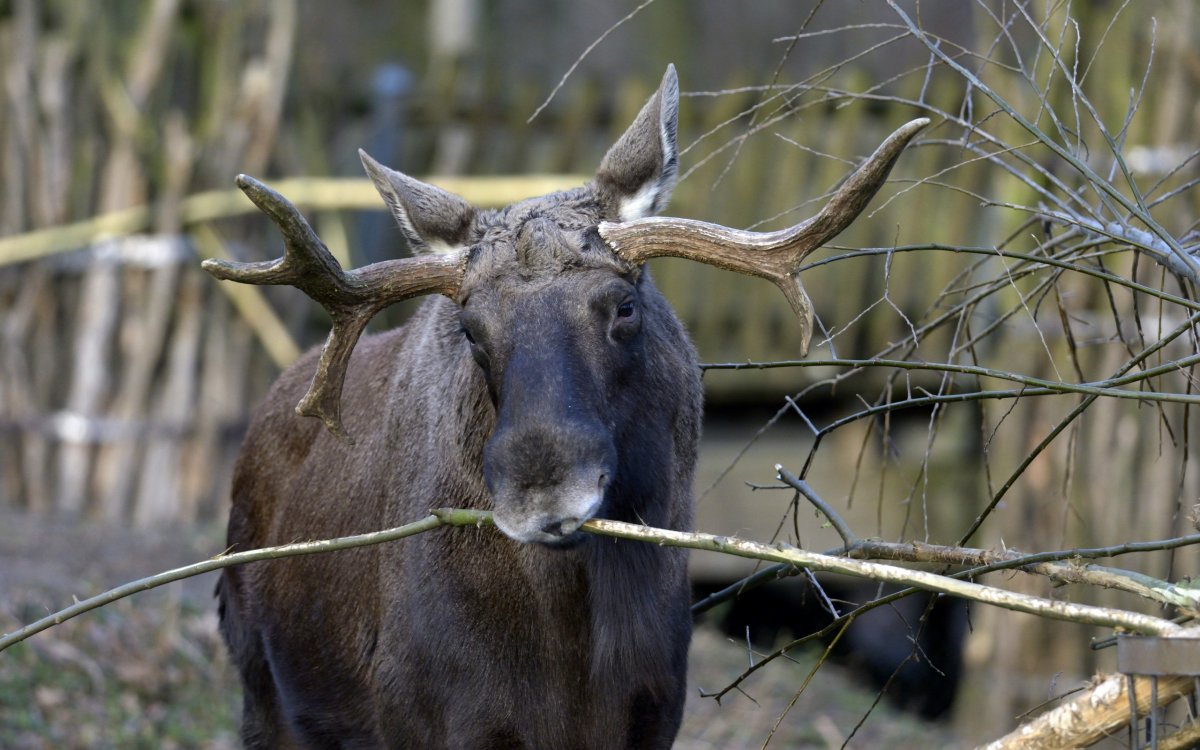 Якутский Лось