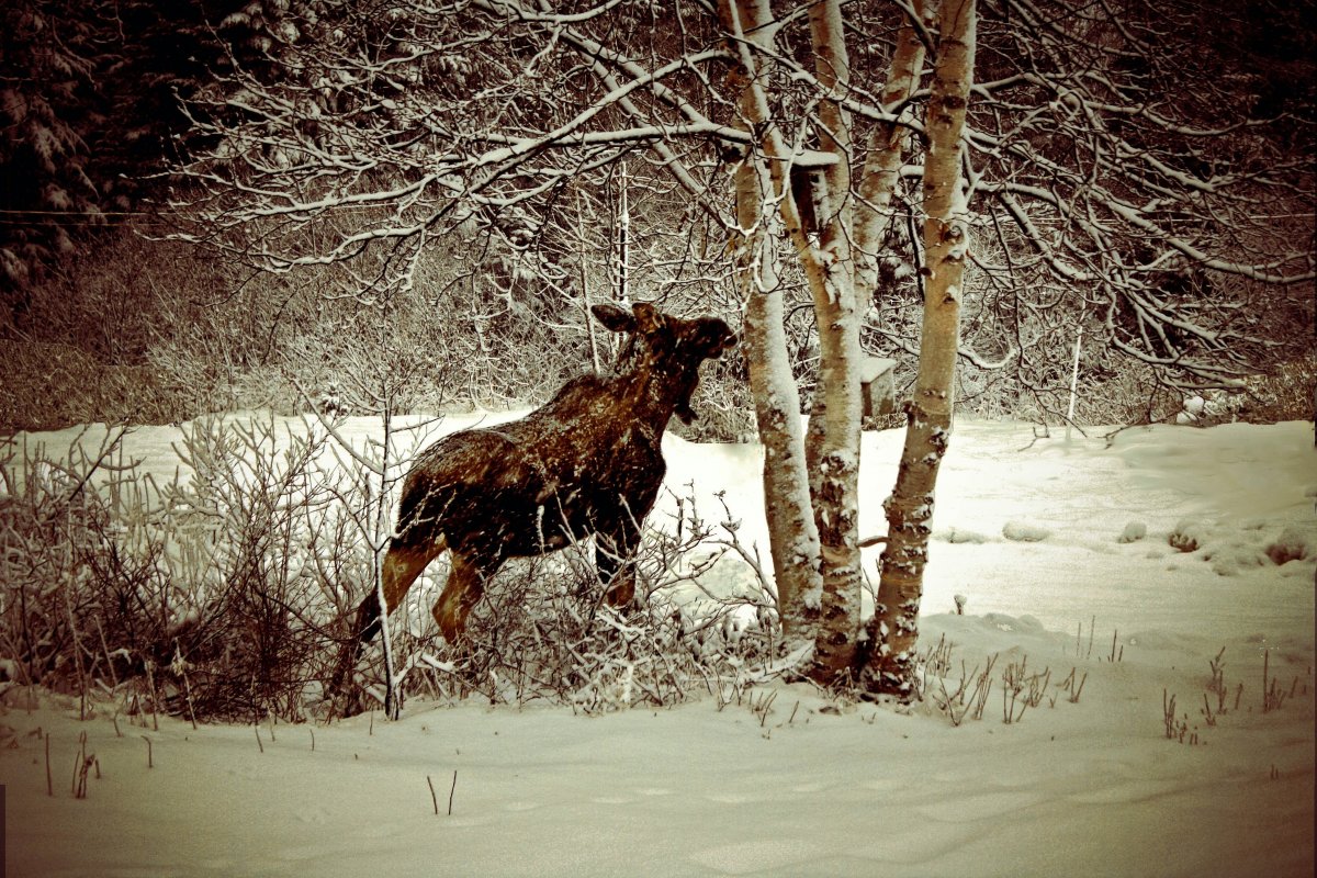 Жизнь лося зимой