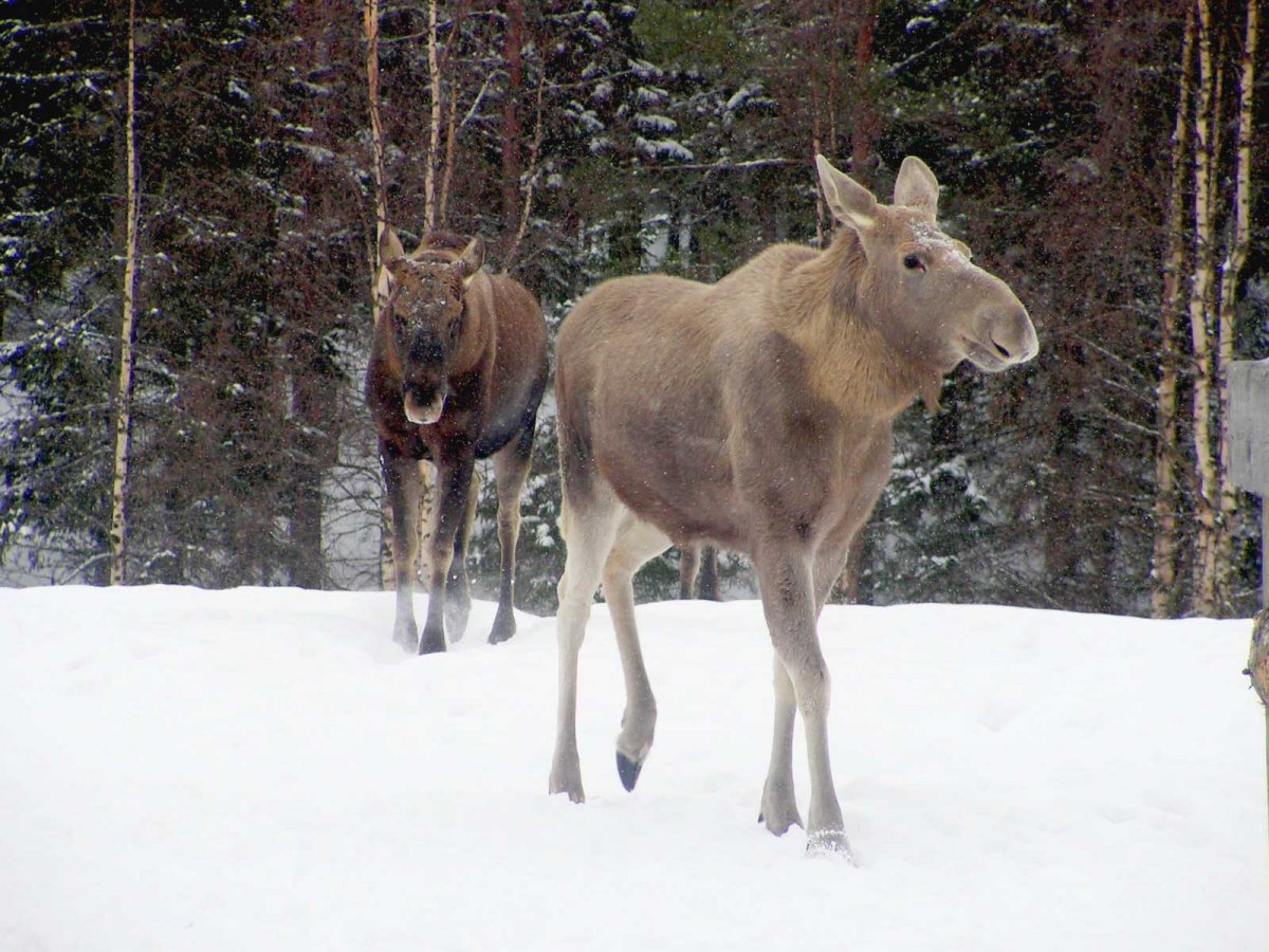 Лосиха зимой