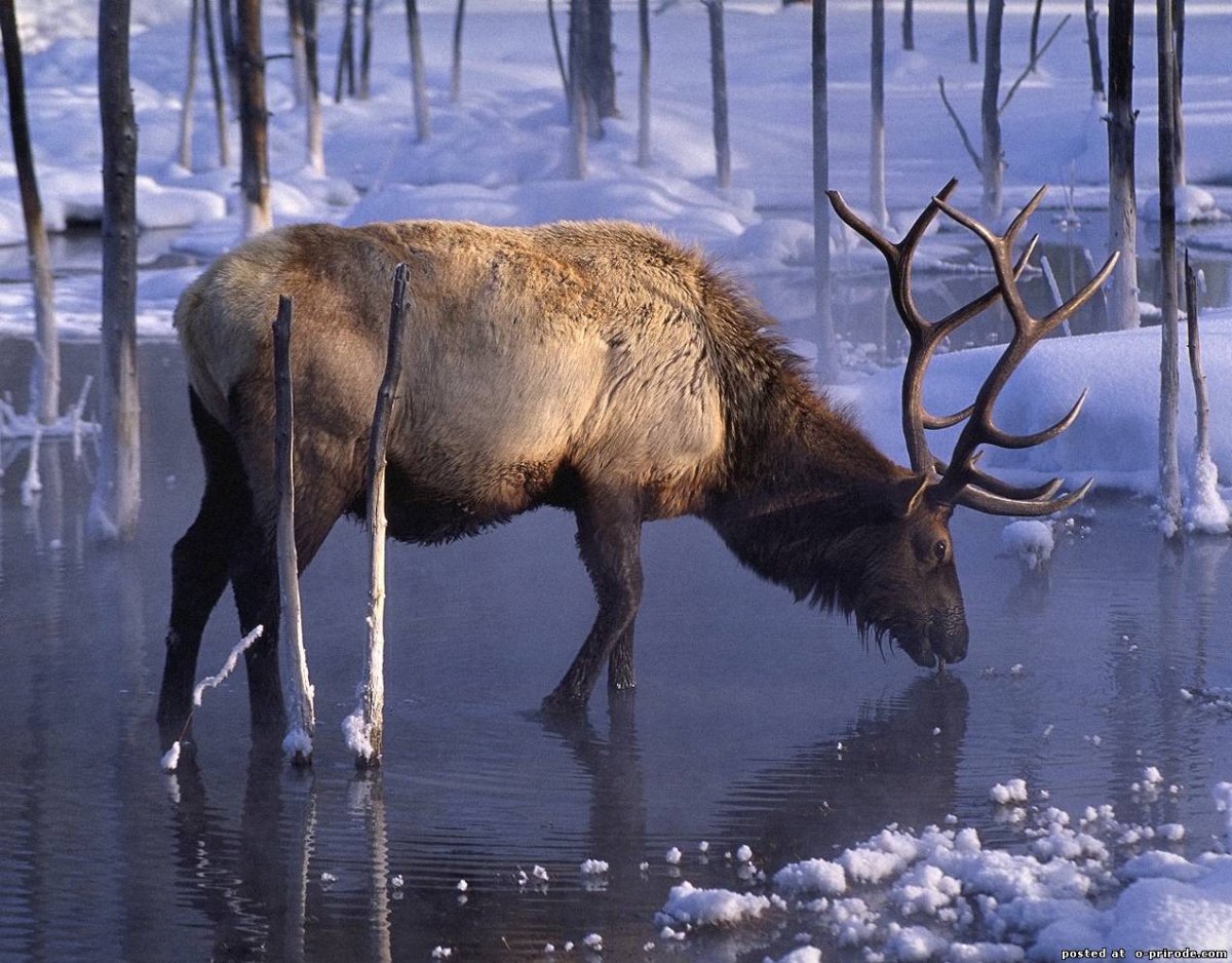 Изюбрь ареал