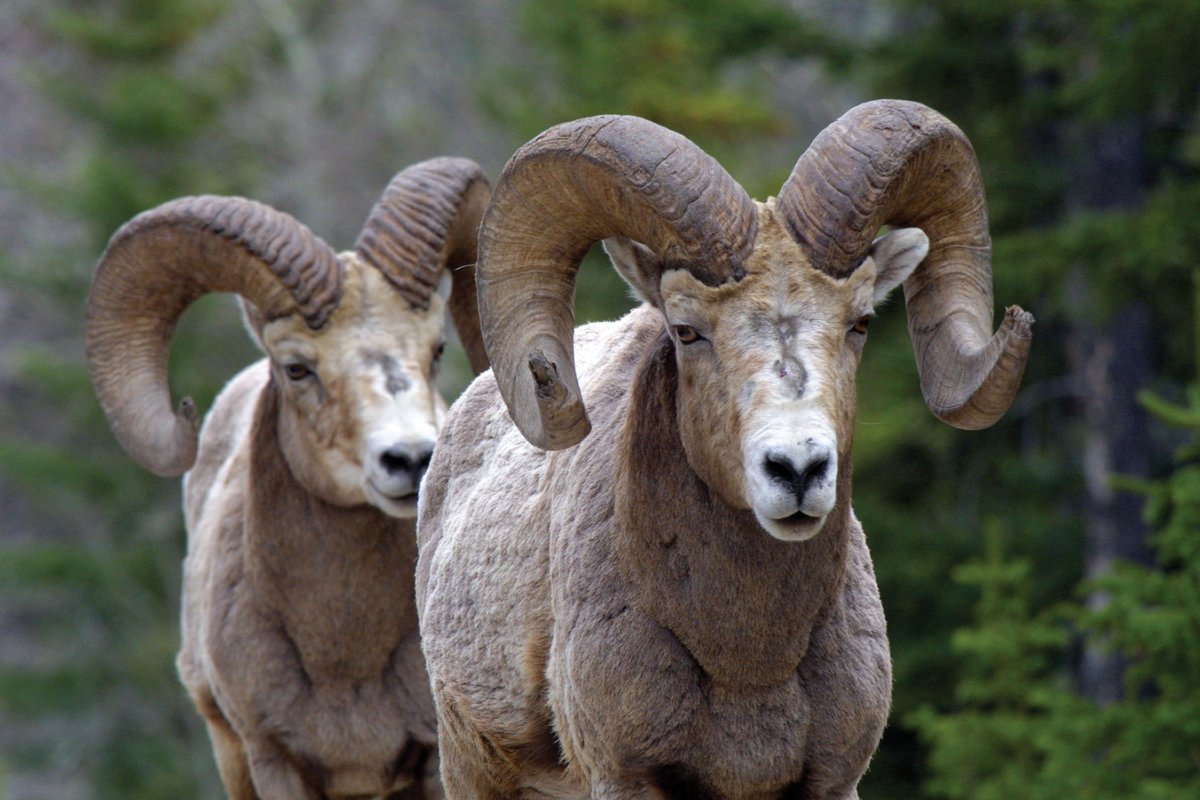 Алтайский горный баран аргали Ovis Ammon