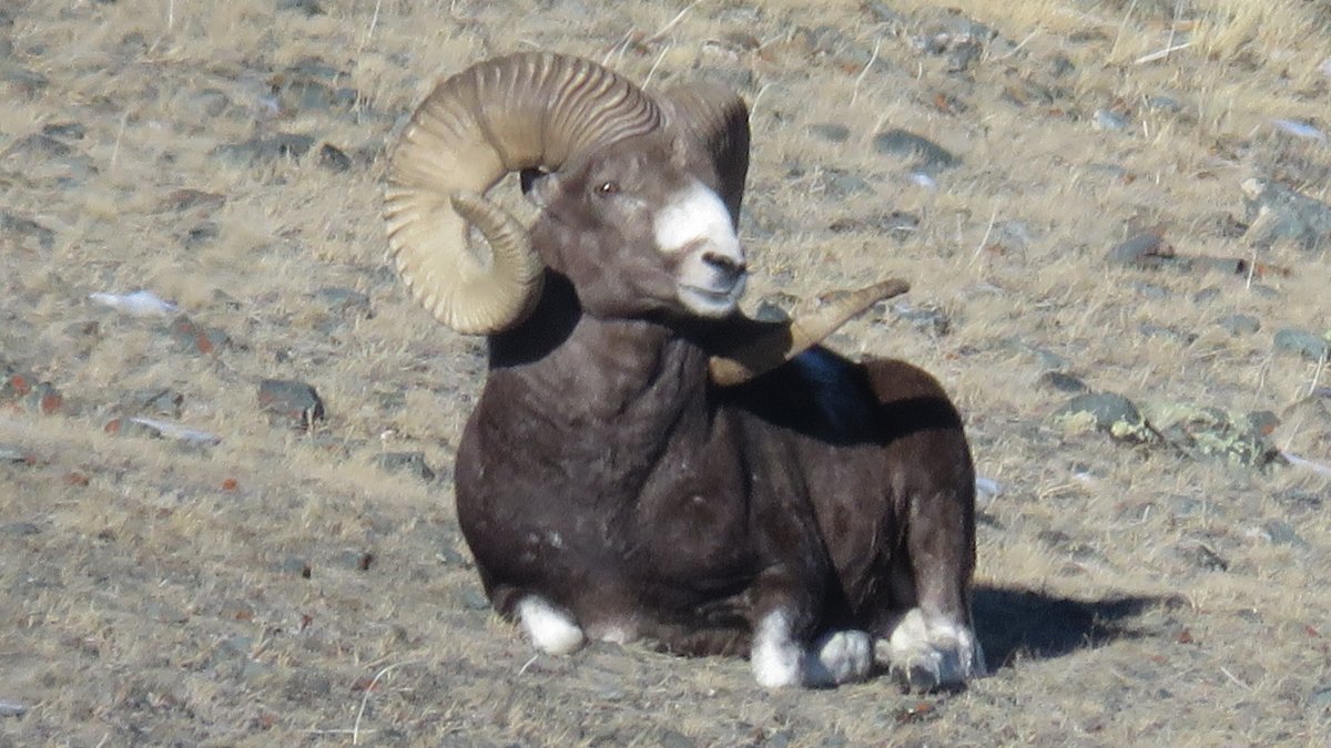 Архар Республика Алтай