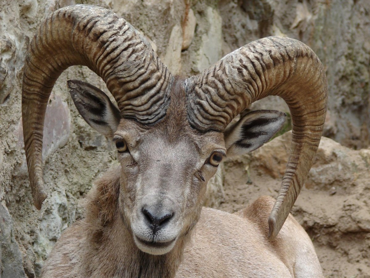 Бухарский уриал