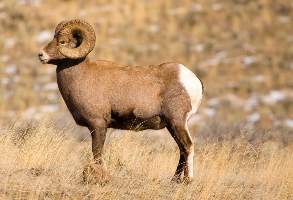 Архар Пржевальского