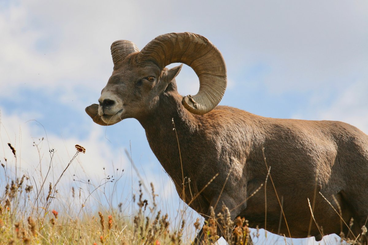 Баран крупный дикий