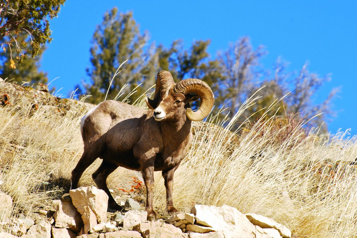 Снежный баран (Ovis canadensis)