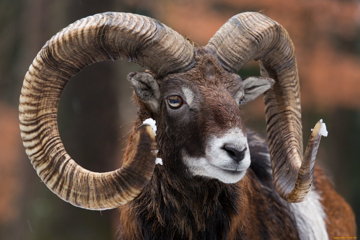 Рога барана