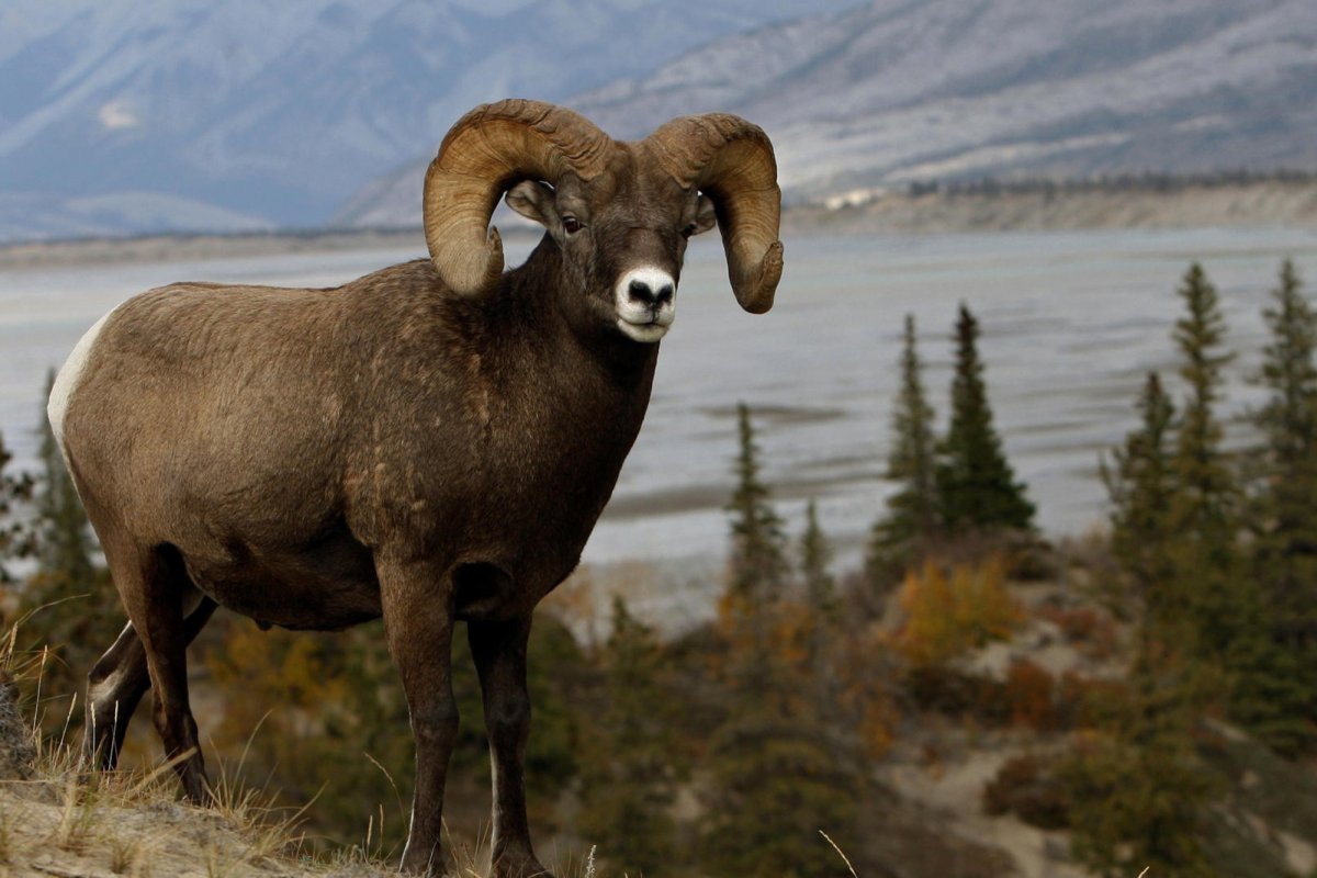 Горных Баранов аргали