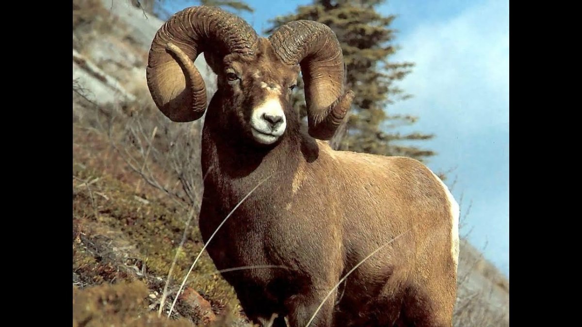 Алтайский баран аргали