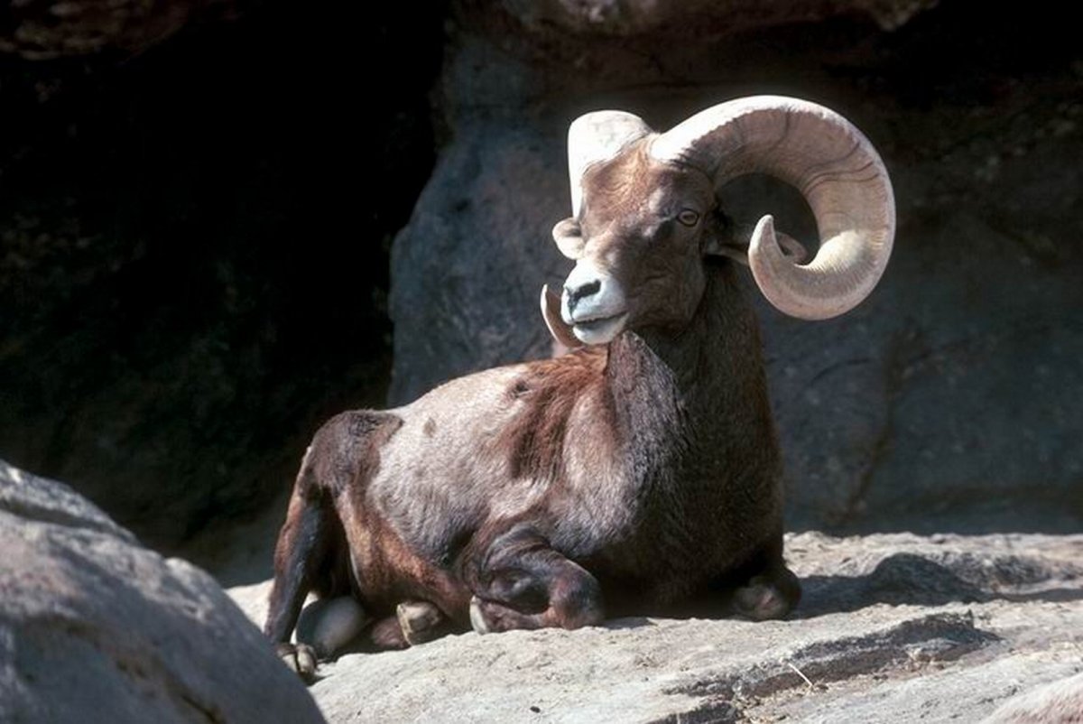 Снежный баран (Ovis nivicola)