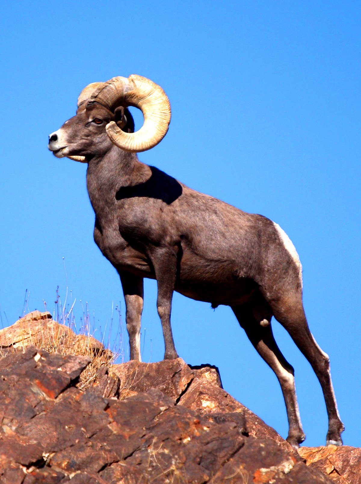 Камчатский толсторог