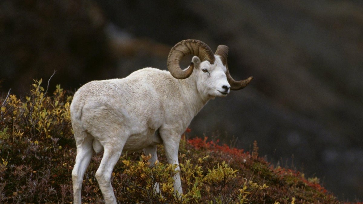 Снежный баран