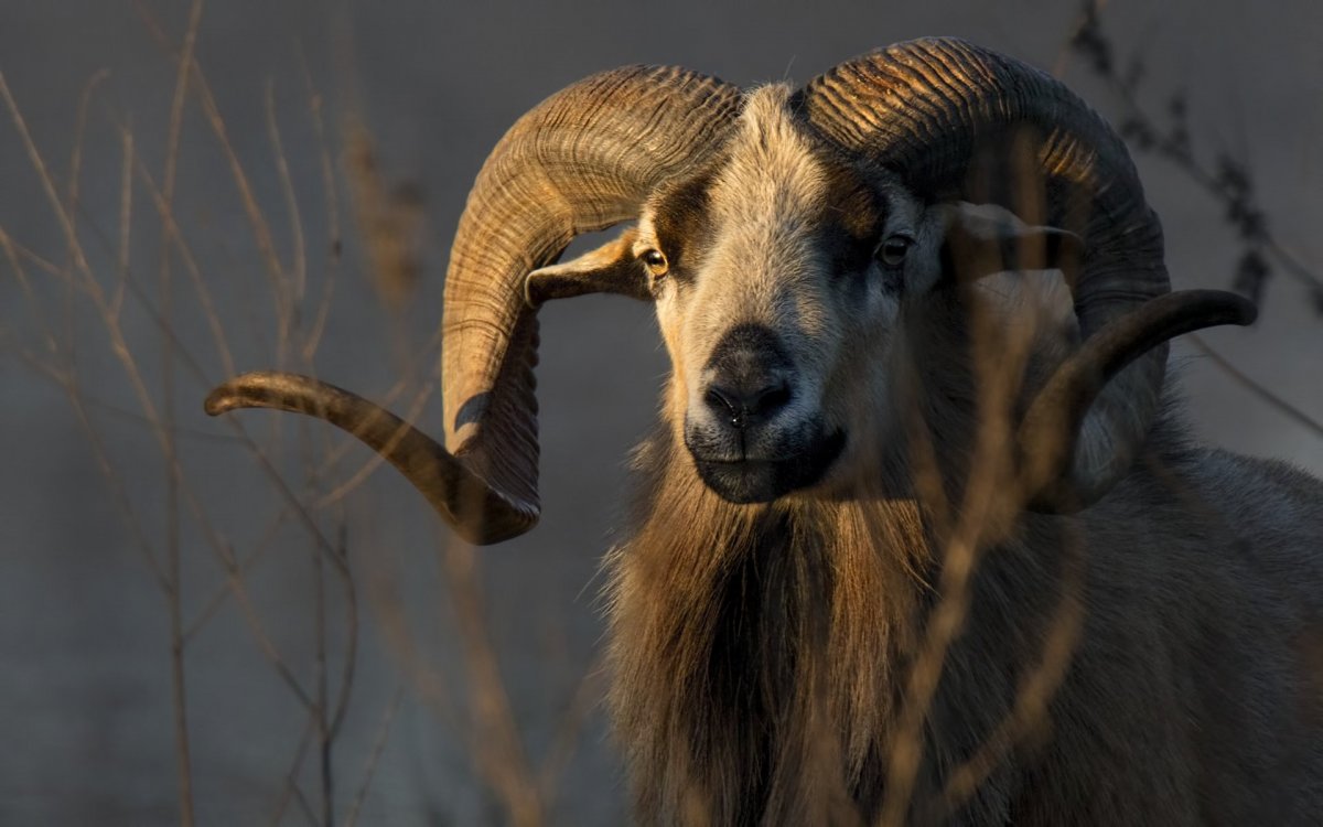 Архар горный козел